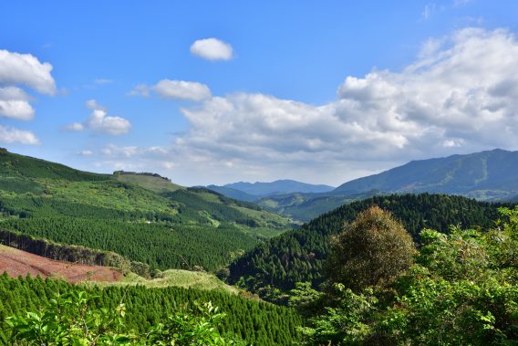 飫肥杉林(2017年5月)