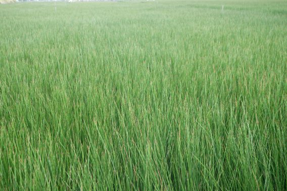 ビーグ（イ草）畑